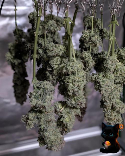 Sunset Sherb Go Fast. Week 13