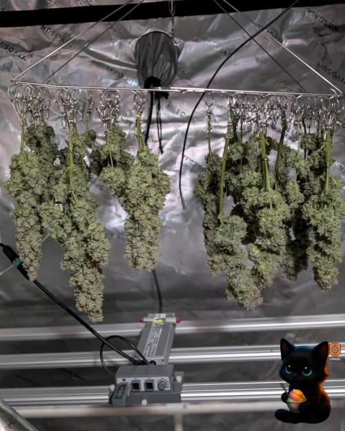 Sunset Sherb Go Fast. Week 13