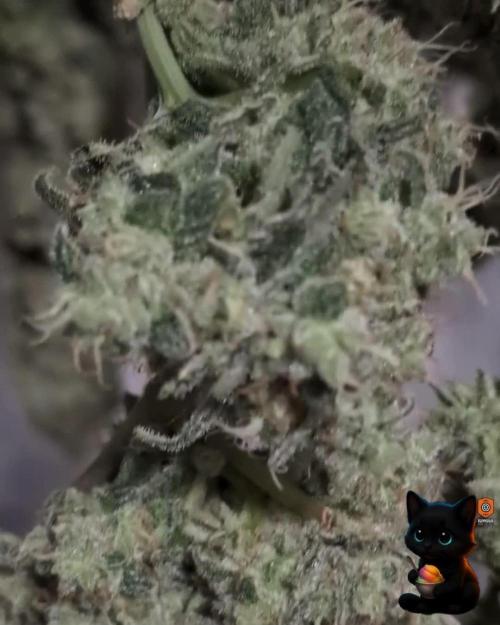 Sunset Sherb Go Fast