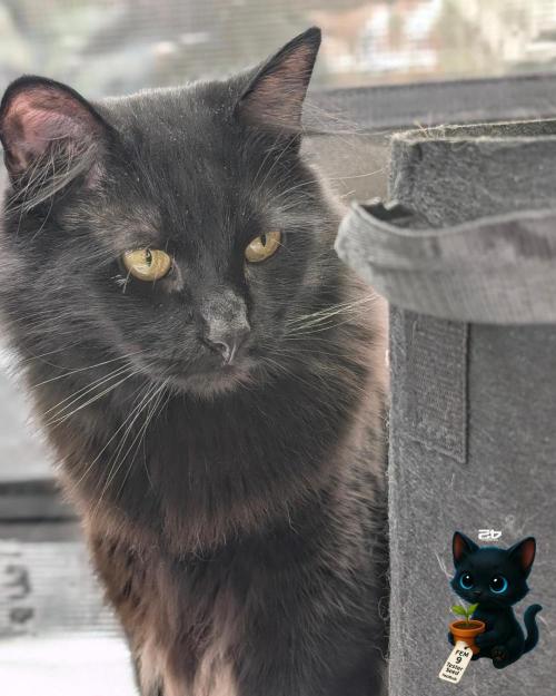 FEM 9 Photo Tester - Catlife420. Week 7 - 12-8
Day 45
Guy