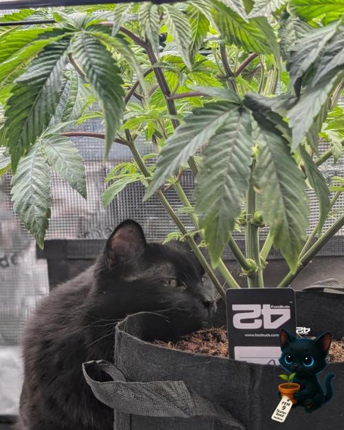 FEM 9 Photo Tester - Catlife420. Week 7 - 12-8
Day 45
Guy