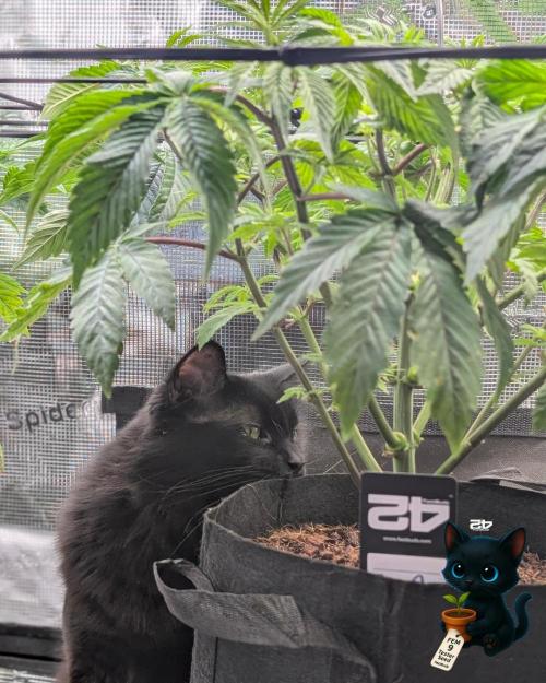 FEM 9 Photo Tester - Catlife420. Week 7 - 12-8
Day 45
Guy