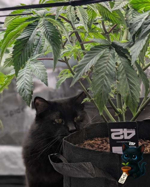 FEM 9 Photo Tester - Catlife420. Week 7 - 12-8
Day 45
Guy