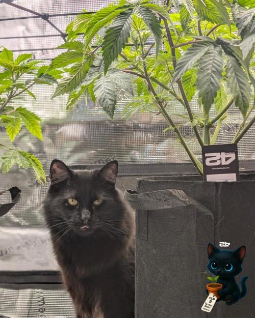 FEM 9 Photo Tester - Catlife420. Week 7 - 12-8
Day 45
Guy