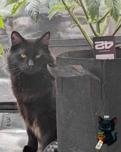 FEM 9 Photo Tester - Catlife420. Week 7 - 12-8
Day 45
Guy