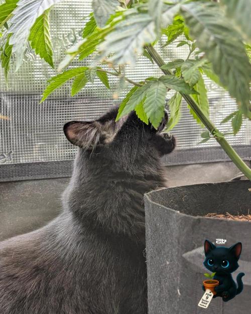 FEM 9 Photo Tester - Catlife420. Week 7 - 12-8
Day 45
Guy