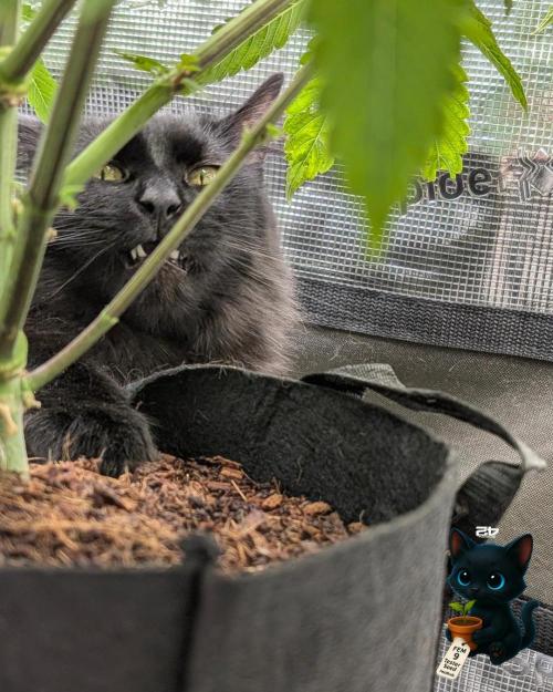 FEM 9 Photo Tester - Catlife420. Week 7 - 12-8
Day 45
Guy