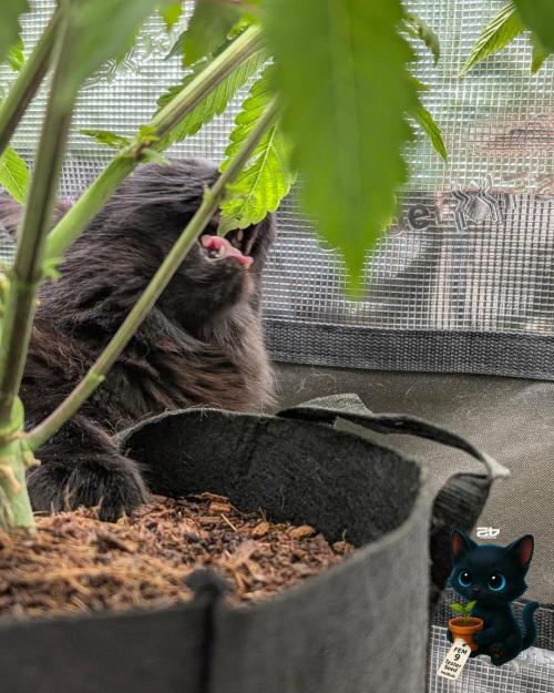 FEM 9 Photo Tester - Catlife420. Week 7 - 12-8
Day 45
Guy