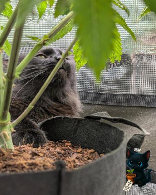 FEM 9 Photo Tester - Catlife420. Week 7 - 12-8
Day 45
Guy