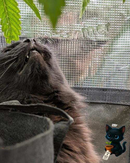 FEM 9 Photo Tester - Catlife420. Week 7 - 12-8
Day 45
Guy