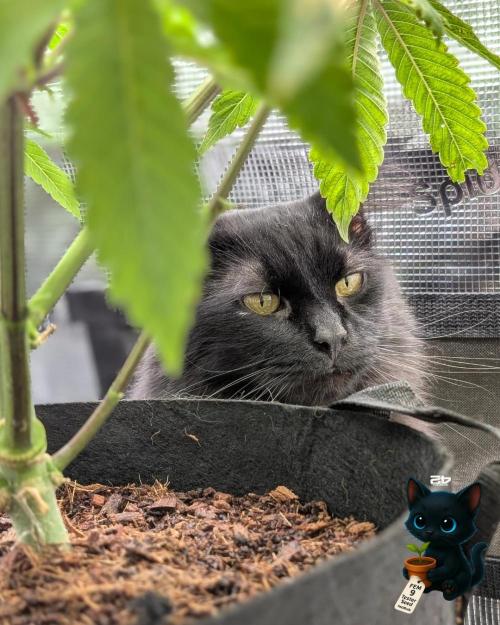 FEM 9 Photo Tester - Catlife420. Week 7 - 12-8
Day 45
Guy