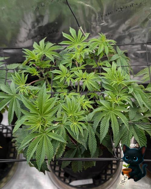 FEM 9 Photo Tester - Catlife420. Week 7 - 12-8
Day 45