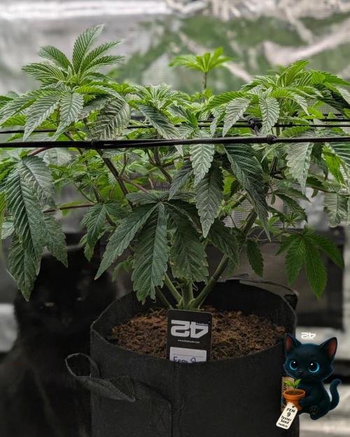 FEM 9 Photo Tester - Catlife420. Week 7 - 12-8
Day 45