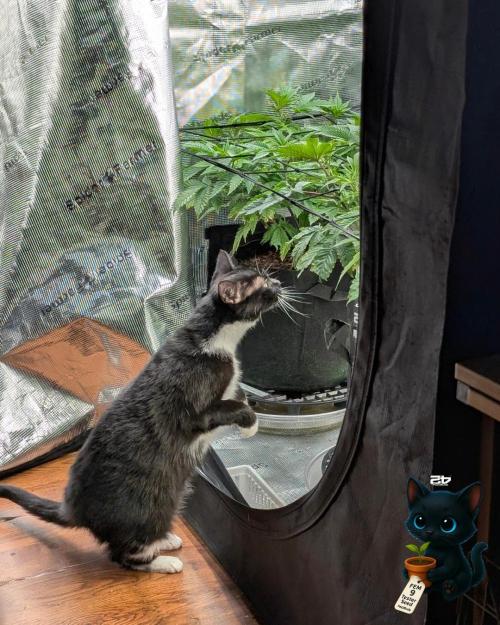 FEM 9 Photo Tester - Catlife420. Week 7 - 12-10  
Day 47  
Day 1
True