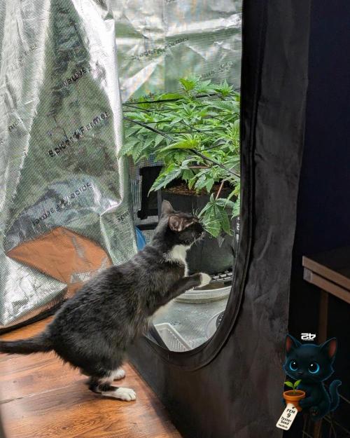 FEM 9 Photo Tester - Catlife420. Week 7 - 12-10  
Day 47  
Day 1
True