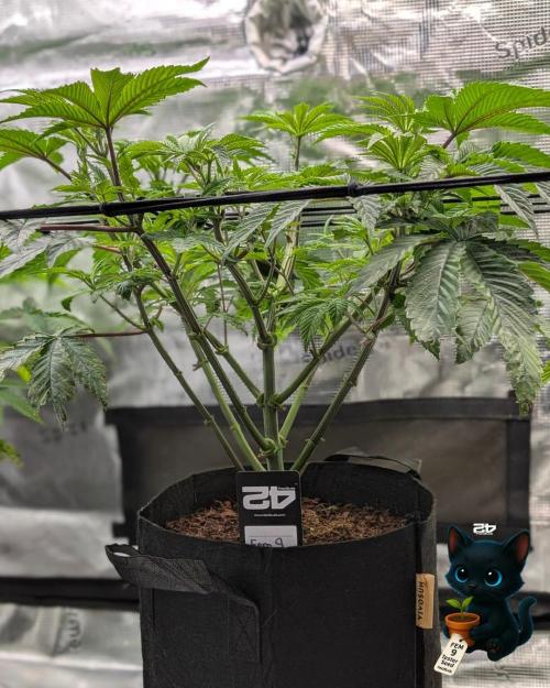 FEM 9 Photo Tester - Catlife420. Week 7 - 12-10  
Day 47  
Day 1