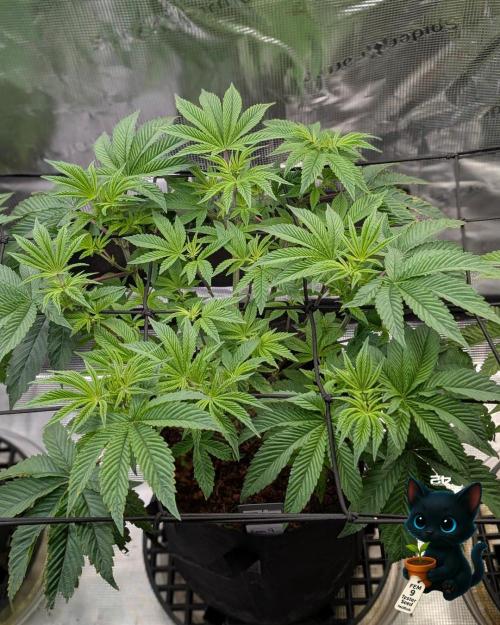 FEM 9 Photo Tester - Catlife420. Week 7 - 12-10  
Day 47  
Day 1