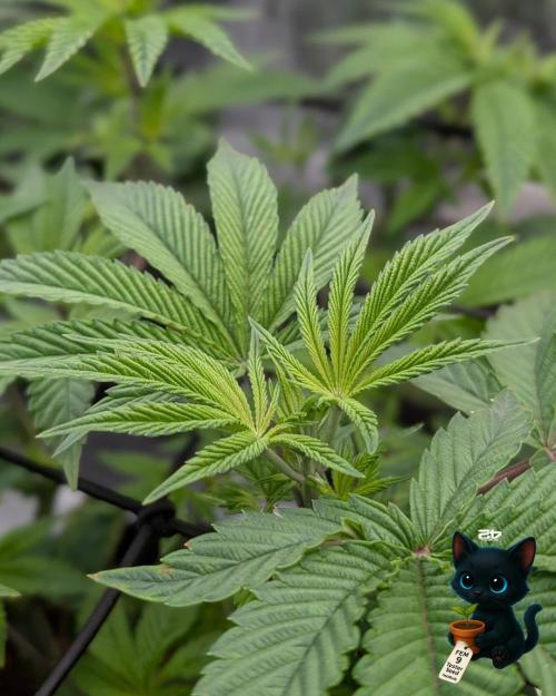 FEM 9 Photo Tester - Catlife420. Week 7 - 12-10  
Day 47  
Day 1