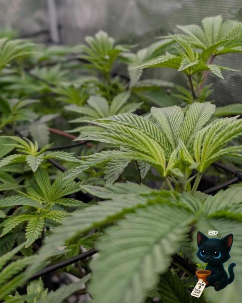 FEM 9 Photo Tester - Catlife420. Week 7 - 12-10  
Day 47  
Day 1