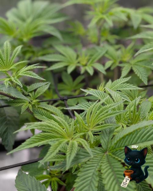 FEM 9 Photo Tester - Catlife420. Week 7 - 12-10  
Day 47  
Day 1