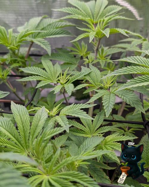 FEM 9 Photo Tester - Catlife420. Week 7 - 12-10  
Day 47  
Day 1