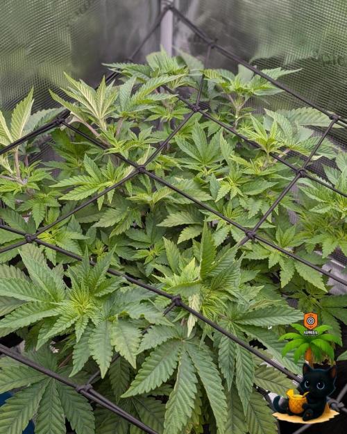 The Dreamy, Pineapple Dream - Catlife420. Week 7 - 12-8
Day 45