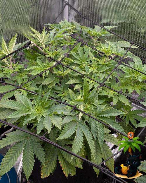 The Dreamy, Pineapple Dream - Catlife420. Week 7 - 12-8
Day 45