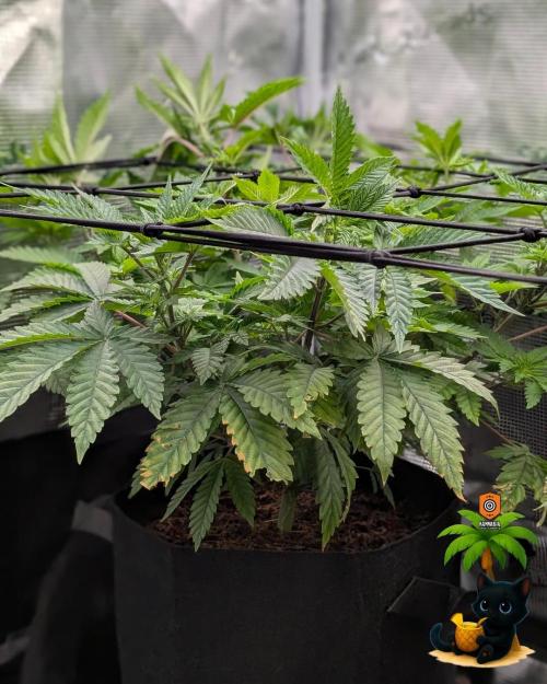 The Dreamy, Pineapple Dream - Catlife420. Week 7 - 12-8
Day 45