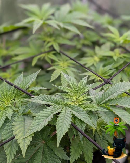 The Dreamy, Pineapple Dream - Catlife420. Week 7 - 12-10
Day 47
Day 1