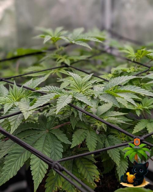 The Dreamy, Pineapple Dream - Catlife420. Week 7 - 12-10
Day 47
Day 1