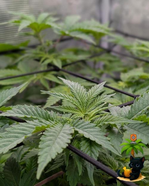 The Dreamy, Pineapple Dream - Catlife420. Week 7 - 12-10
Day 47
Day 1