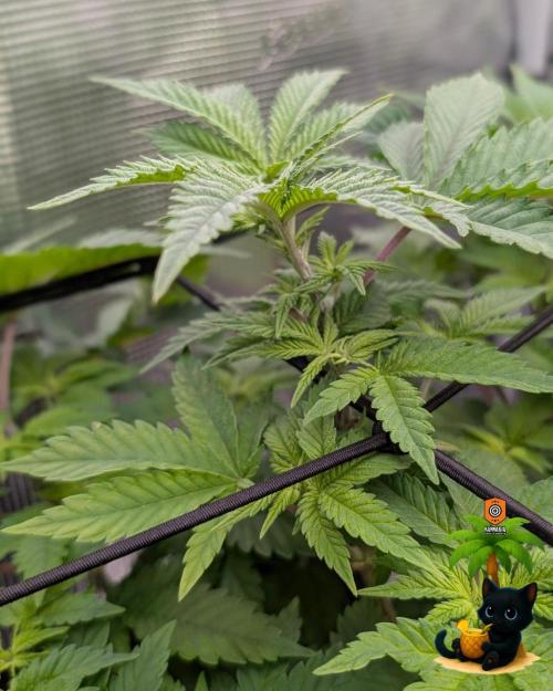 The Dreamy, Pineapple Dream - Catlife420. Week 7 - 12-10
Day 47
Day 1