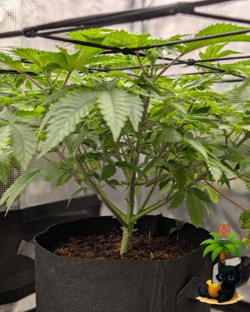 The Dreamy, Pineapple Dream - Catlife420. Week 7 - 12-10
Day 47
Day 1