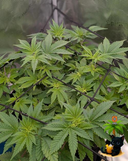 The Dreamy, Pineapple Dream - Catlife420. Week 7 - 12-10
Day 47
Day 1