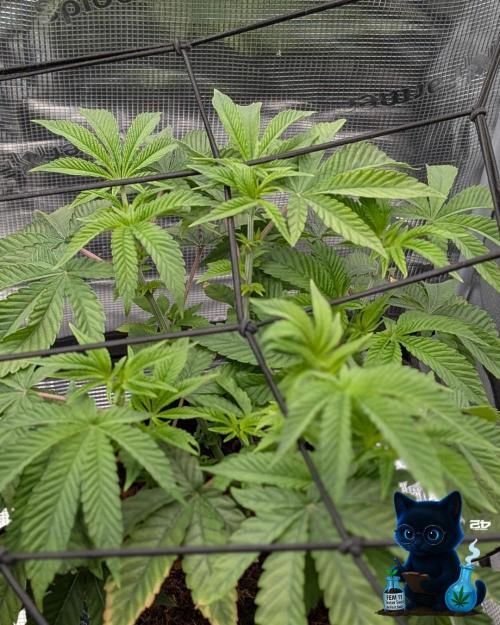 FEM 11 Photo Tester - Catlife420. Week 7 - 12-8
Day 45