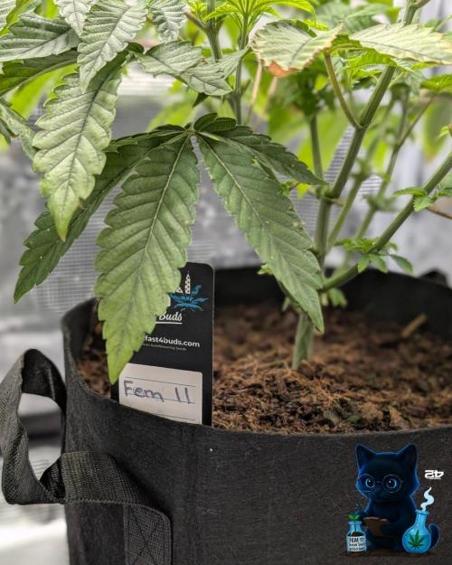 FEM 11 Photo Tester - Catlife420. Week 7 - 12-8
Day 45