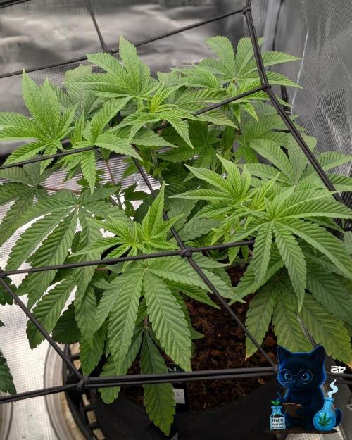 FEM 11 Photo Tester - Catlife420. Week 7 - 12-10
Day 47
Day 1