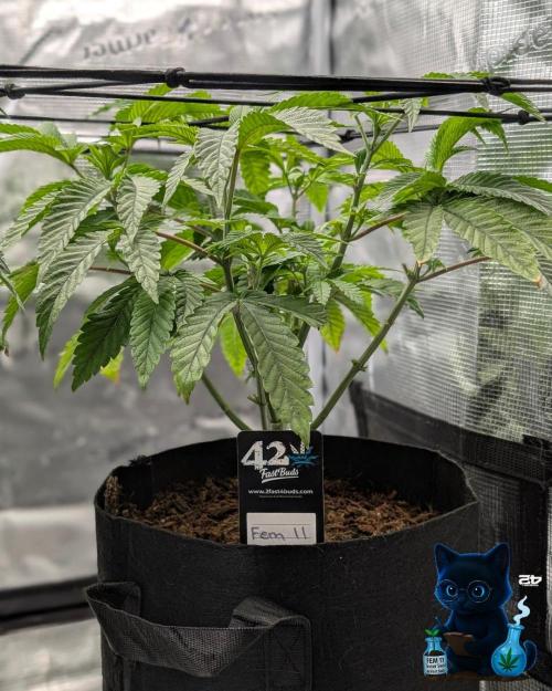 FEM 11 Photo Tester - Catlife420. Week 7 - 12-10
Day 47
Day 1