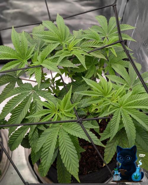 FEM 11 Photo Tester - Catlife420. Week 7 - 12-10
Day 47
Day 1