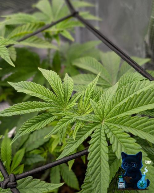 FEM 11 Photo Tester - Catlife420. Week 7 - 12-10
Day 47
Day 1