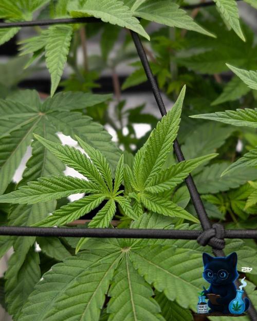 FEM 11 Photo Tester - Catlife420. Week 7 - 12-10
Day 47
Day 1