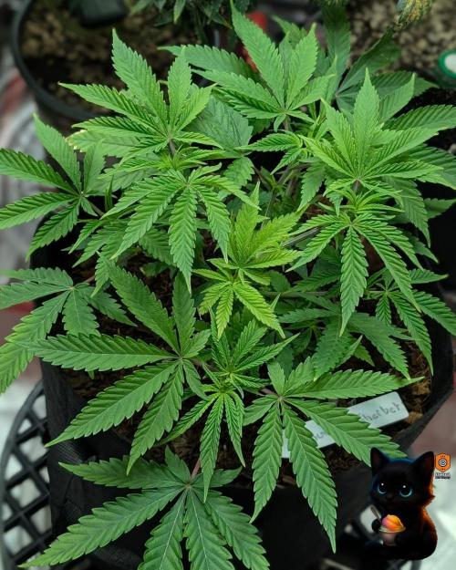 Sunset Sherbet GF (MY TURN) - Catlife420. Week 7 - 12-8
Day 45
