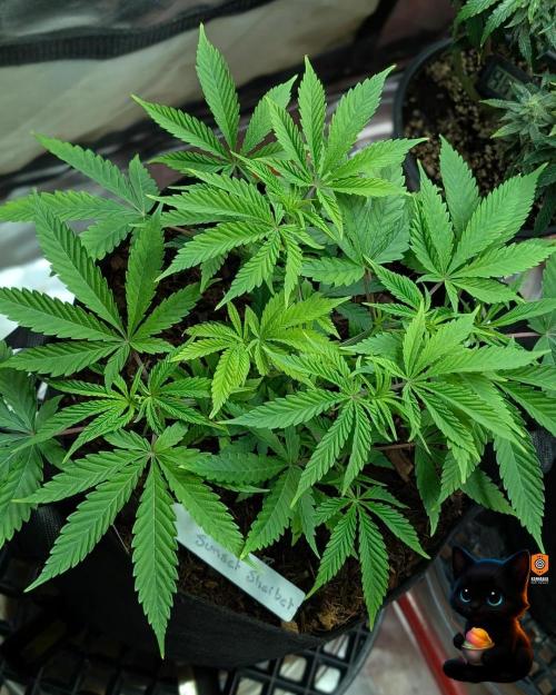 Sunset Sherbet GF (MY TURN) - Catlife420. Week 7 - 12-8
Day 45
