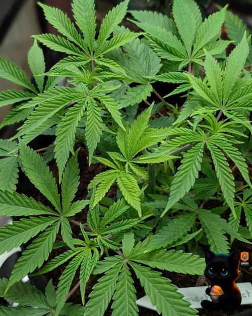 Sunset Sherbet GF (MY TURN) - Catlife420. Week 7 - 12-8
Day 45
