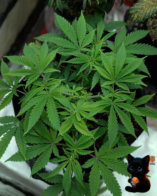 Sunset Sherbet GF (MY TURN) - Catlife420. Week 7 - 12-10
Day 47
Day 1