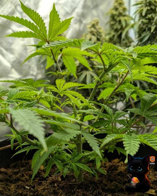 Sunset Sherbet GF (MY TURN) - Catlife420. Week 7 - 12-10
Day 47
Day 1