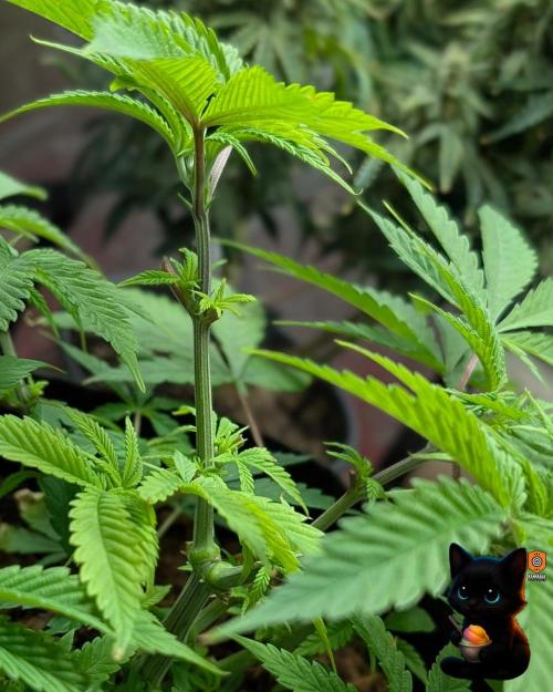 Sunset Sherbet GF (MY TURN) - Catlife420. Week 7 - 12-10
Day 47
Day 1