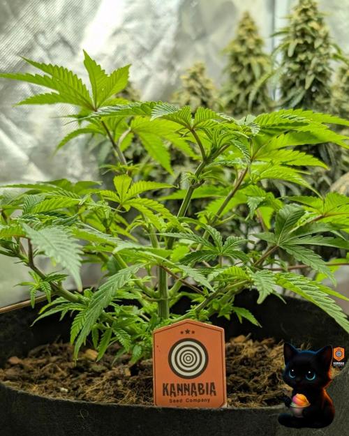 Sunset Sherbet GF (MY TURN) - Catlife420. Week 7 - 12-10
Day 47
Day 1