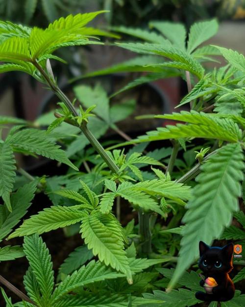 Sunset Sherbet GF (MY TURN) - Catlife420. Week 7 - 12-10
Day 47
Day 1