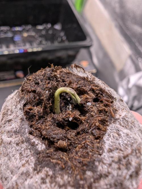 Cherry Cola RF3 to wash it down. Week 1